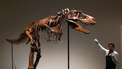 Video: Cận cảnh bộ xương hóa thạch của khủng long vừa được đấu giá 6,1 triệu USD