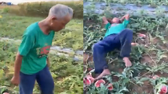 Video: Bác nông dân nằm khóc giữa ruộng dưa hấu sắp thu hoạch vì bị kẻ gian phá hoại ở Nghệ An