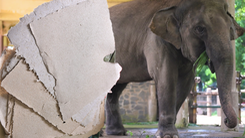 Video: Giấy làm từ phân voi ở Thảo cầm viên Sài Gòn