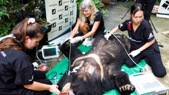 Video: Chuyển giao 7 con gấu ngựa gần 20 năm tuổi cho Tổ chức Động vật Châu Á