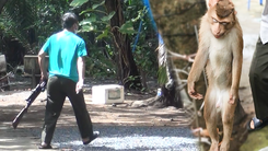 Video: Bắn thuốc mê khỉ đuôi lợn quậy phá trong khuôn viên ngôi chùa ở Nhà Bè
