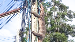 Video: Giải cứu con thằn lằn khổng lồ leo cột điện do bị chó đuổi