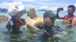 Video: Nhóm du khách đối mặt án phạt vì check-in với loài rùa biển có nguy cơ tuyệt chủng