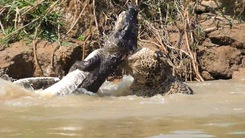 Video: Báo đốm xuống sông vật lộn với cá sấu, cuộc chiến 'một mất một còn'