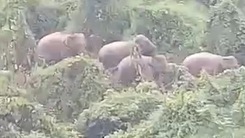 Video: Đàn voi rừng mập mạp 'dạo chơi' sát khu dân cư ở Quảng Nam