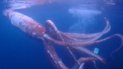 Video: Thợ lặn phát hiện mực khổng lồ 2,5 mét ở ngoài khơi biển Nhật Bản