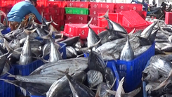 Ngư dân Khánh Hòa 'trúng đậm' mẻ cá ngừ, thu hoạch hàng trăm triệu đồng