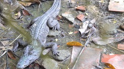 Còn 4 con cá sấu sổng chuồng ‘ẩn mình’ dưới hồ nước công viên ở Rạch Giá