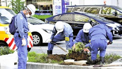 Chuyện lạ và thật đẹp: Quả dưa hấu rất to 'bình yên' lớn lên trên dải phân cách đường phố Nhật Bản