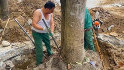 Hàng loạt cây xanh lâu năm trong UBND TP Vinh bị chuyển đi nơi khác, người dân tiếc nuối