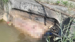 Nhiều xác heo chết nổi lềnh bềnh, phân hủy nặng ở kênh dẫn nước của Nghệ An