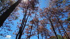 Flycam cảnh rừng thông bị đầu độc cháy lá ở Lâm Đồng