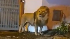 Sư tử sổng chuồng ở Ý, bắn thuốc mê hai lần mới bắt lại được