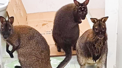 Bốn con chuột túi bất ngờ xuất hiện ở Cao Bằng sẽ được đưa về trung tâm cứu hộ