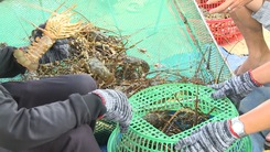 Xuất khẩu tôm hùm bông vào Trung Quốc: vướng mắc do bảo vệ động vật quý hiếm, nguy cấp