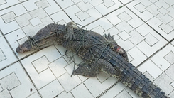 Đã bắt hết 8 con cá sấu sổng chuồng tại công viên văn hóa An Hòa