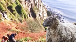 Giải cứu con cừu mắc kẹt hơn 2 năm ở vách đá