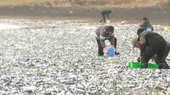 Hiện trường cá chết trắng bờ biển Nhật Bản, chưa rõ nguyên nhân