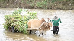 Người dân liều mình dắt trâu bò vượt sông Ayun