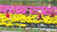 Hàng trăm ngàn giỏ hoa xuất giàn phục vụ Festival Hoa - Kiểng Sa Đéc