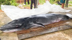 An táng cá ông khoảng 300kg dạt vào biển Hồ Thùng ở Trà Vinh