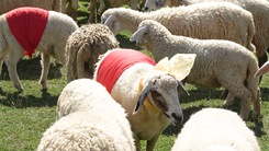 Hàng trăm con cừu Ninh Thuận sẽ diễu hành ra sao dịp lễ hội chào đón năm mới 2024?