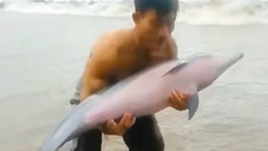 Người dân cứu cá heo mắc cạn ở Côn Đảo