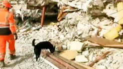 Video: Vinh danh chó cứu hộ tử nạn khi tìm kiếm nạn nhân động đất ở Thổ Nhĩ Kỳ