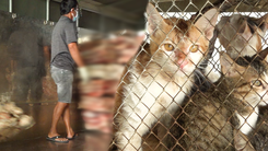 Video: Phát hiện 4 tấn mèo đã giết mổ, làm sạch ở Đồng Tháp