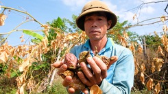Video: Gần 1 tháng chưa tìm được thủ phạm chặt phá gần 500 gốc chanh dây, vườn sầu riêng ở Gia Lai