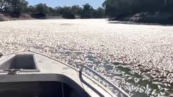 Video: Cận cảnh cá chết trắng đoạn sông dài 1,5km ở Úc