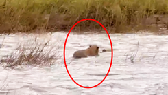 Video: Sư tử mẹ lao theo cứu con bị nước cuốn trôi khi bơi qua sông