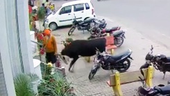 Video: Bò 'điên' tấn công người đàn ông ở đường phố có nhiều người qua lại