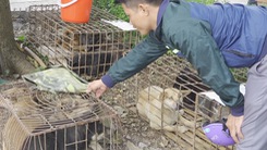 Video: Triệt phá ổ nhóm trộm chó chuyên nghiệp số lượng lớn ở Nghệ An
