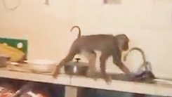 Video: Khỉ đuôi lợn sổng chuồng cắn một bé gái ở TP.HCM
