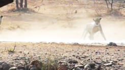 Video: Khoảnh khắc sư tử 'ngơ ngác' vì sụp hố khi đuổi bắt linh dương