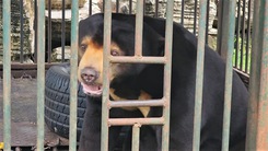Video: Thổi thuốc gây mê gấu chó 65kg để kiểm lâm tiếp nhận, cứu hộ