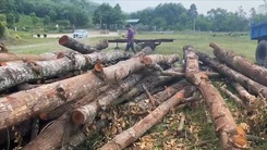 Video: Địa phương nói gì về việc đốn trụi hàng cây xanh ở Quảng Nam