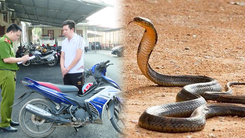 Bắt quả tang người đàn ông chở con rắn hổ mang chúa gần 3kg đi bán
