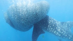 Video: Khoảnh khắc cá mập voi nuốt chửng đàn cá mòi dầu khổng lồ