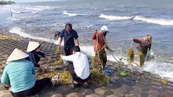 Video: Rong biển dạt bờ, nhiều người đi vớt, 'làm chút xíu là có tiền'