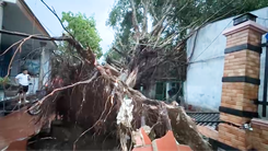 Video: Hai cây si lớn ngã đè sập tường, gãy trụ điện
