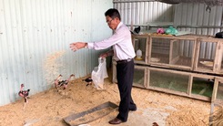 Một hộ dân bị ‘tuýt còi’ khi làm chuồng gà ở Đà Nẵng