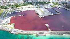 Ngỡ ngàng với nước biển chuyển thành màu đỏ ở Nhật Bản