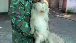 Kiểm lâm bắn gây mê con khỉ 10kg quậy phá khu dân cư ở Hóc Môn