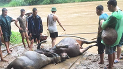 Sơn La: mưa lớn ngập sâu, nhiều con trâu bị chết