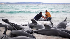 Đàn cá voi 'tự sát' tập thể ở Úc do căng thẳng