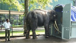 Vì sao Thái Lan chấp nhận tốn kém 16 tỉ đồng, nhất quyết đưa con voi đã tặng cho Sri Lanka về nước?