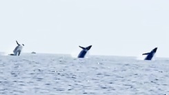 Khoảnh khắc 3 con cá voi lưng gù cùng nhảy khỏi mặt nước