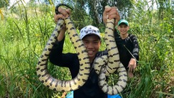 Săn rắn, bắt lươn, theo thợ ăn ong ở rừng U Minh Hạ